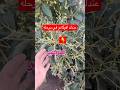 🥑 لو عندك أفوكادو مزهرة 🥑 متفوتش الفرصة دي‼️دلوقتي الوقت الذهبي لزيادة العقد وتحقيق إنتاج قوي 🌿