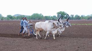 વાવણી | A Day Life Of Indian Farmer || Vavani | Peanut Farming | Farmers Life In Gujrat