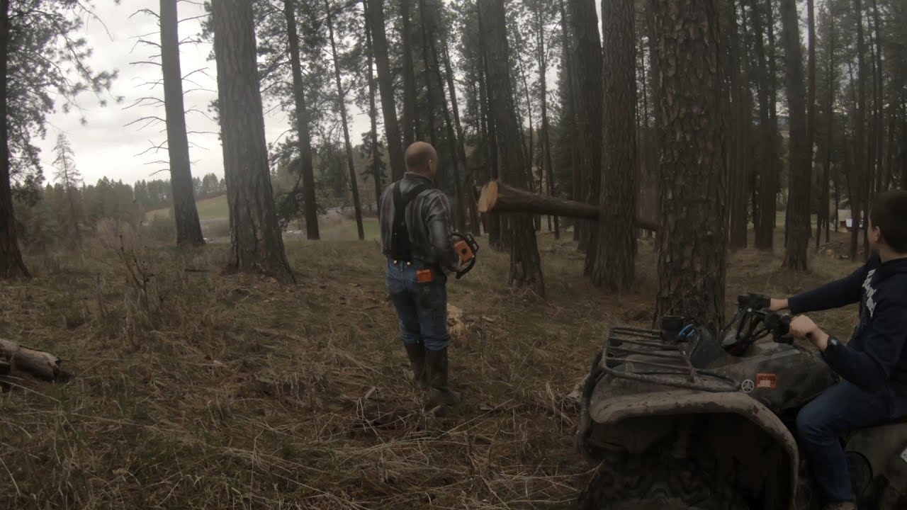 Cutting down another tree (Getting firewood part 4) - YouTube