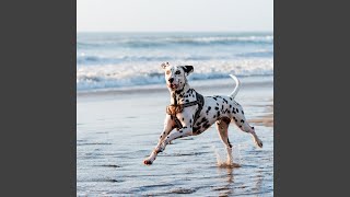 Waves for Dog Harmony