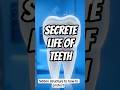 @ secrete life of teeth and amazing facts about teeth you didn't know #viral #study #study #trending