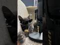 This little cat sings song #funny #shorts #shortsfype #fyp #status #comedyshorts #tiktok #tiktokfyp
