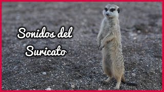 SONIDOS del SURICATO (10 Minutos) 🦦🎶🔊 by Relax Your Mind 4,621 views 2 years ago 10 minutes, 29 seconds