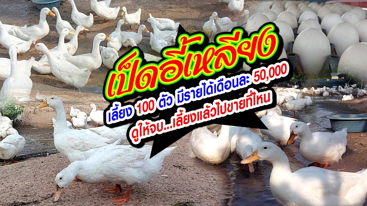 เป็ดอี้เหลียง เลี้ยง 100 ตัว มีรายได้เดือนละ 50,000 เลี้ยงแล้วไปขายที่ไหน