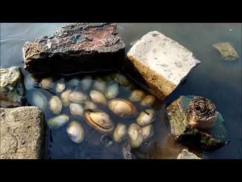 Выращивание моллюсков в домашних условиях