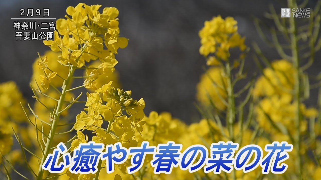 心を癒やす春の菜の花 神奈川県二宮町 吾妻山公園 Youtube