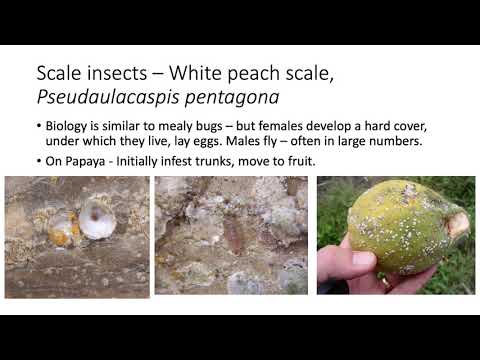 Video: Polyphagous Californiaian Scale Insekto