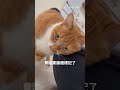 咬你就是愛你啦！ #寵物 #cat #貓咪 #貓 #貓咪日常 #養貓要知道