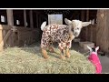 Goat Baby Pajama Rama
