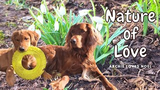 Archie – Love And DIRT (It's Officially CUTE) Golden Retriever Puppy and Irish Setter by Archie loves Noel 382 views 1 year ago 3 minutes