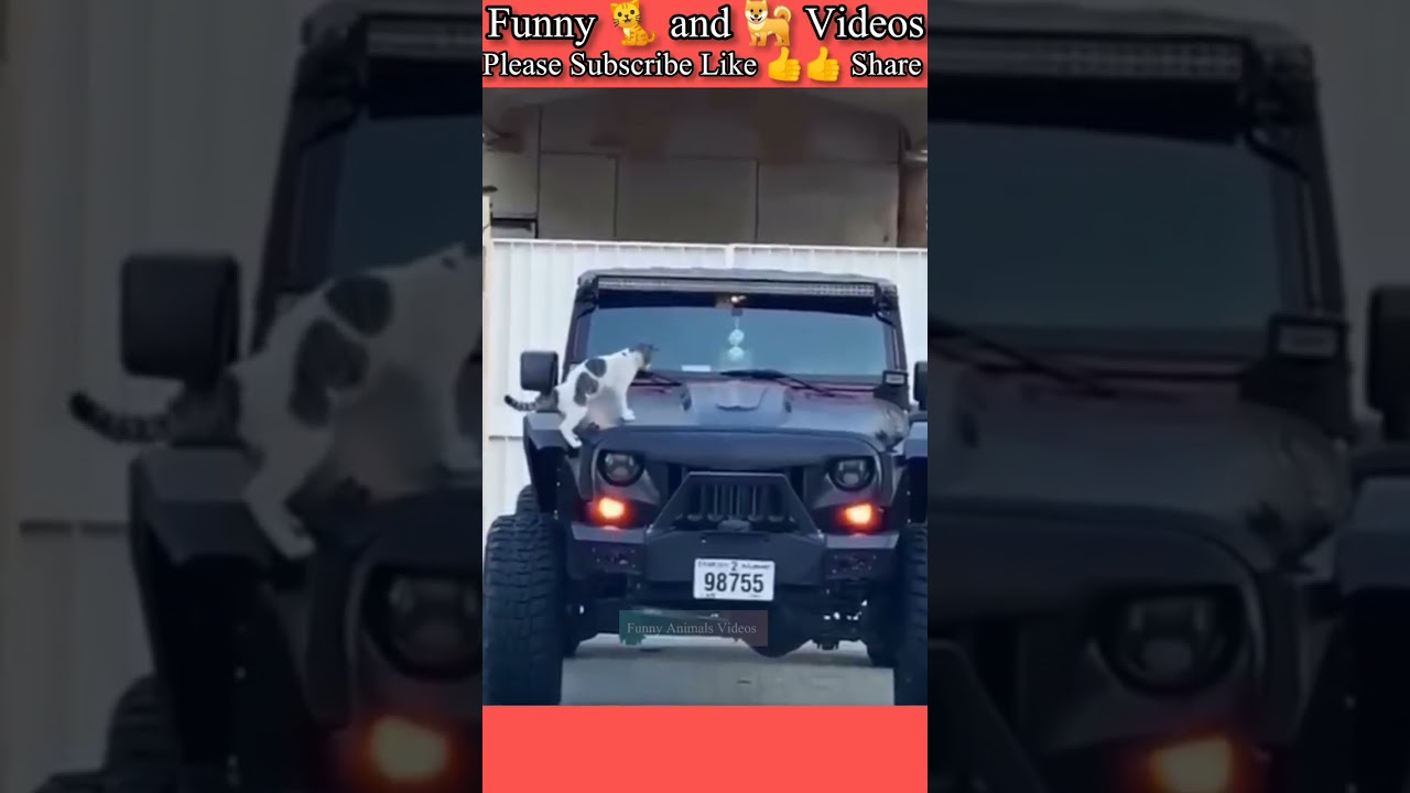 Try not to Laugh challenge impossible 2024 | Funny Cats and Dogs 2024 | Funny Animal fails 2024