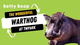 Betty Boop: The Wonderful Warthog at this zoo in Kansas