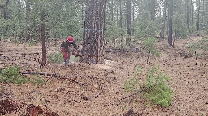NorCal Timber Faller Cutting Yellow Pine