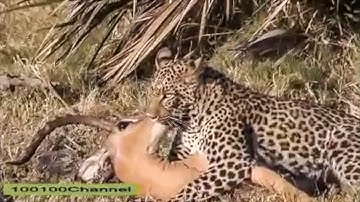 Impala Escapes Death & Shakes off Stress