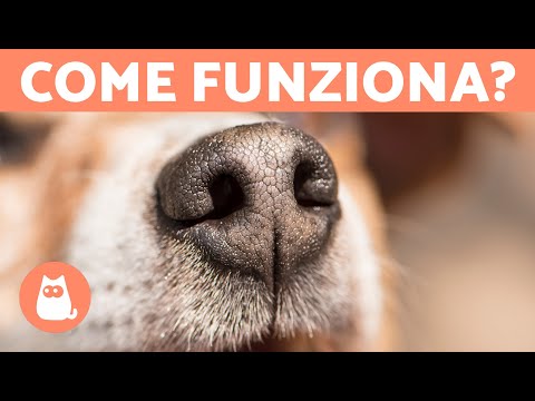 Video: 10 razze di cani con il miglior senso dell'olfatto