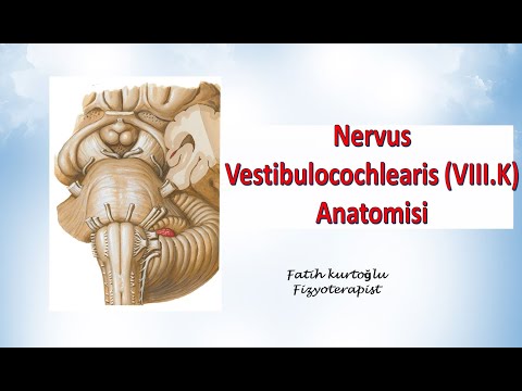 Nervus Vestibulocochlearis | Neuroanatomy | Nöroanatomi Konu Anlatımı -22