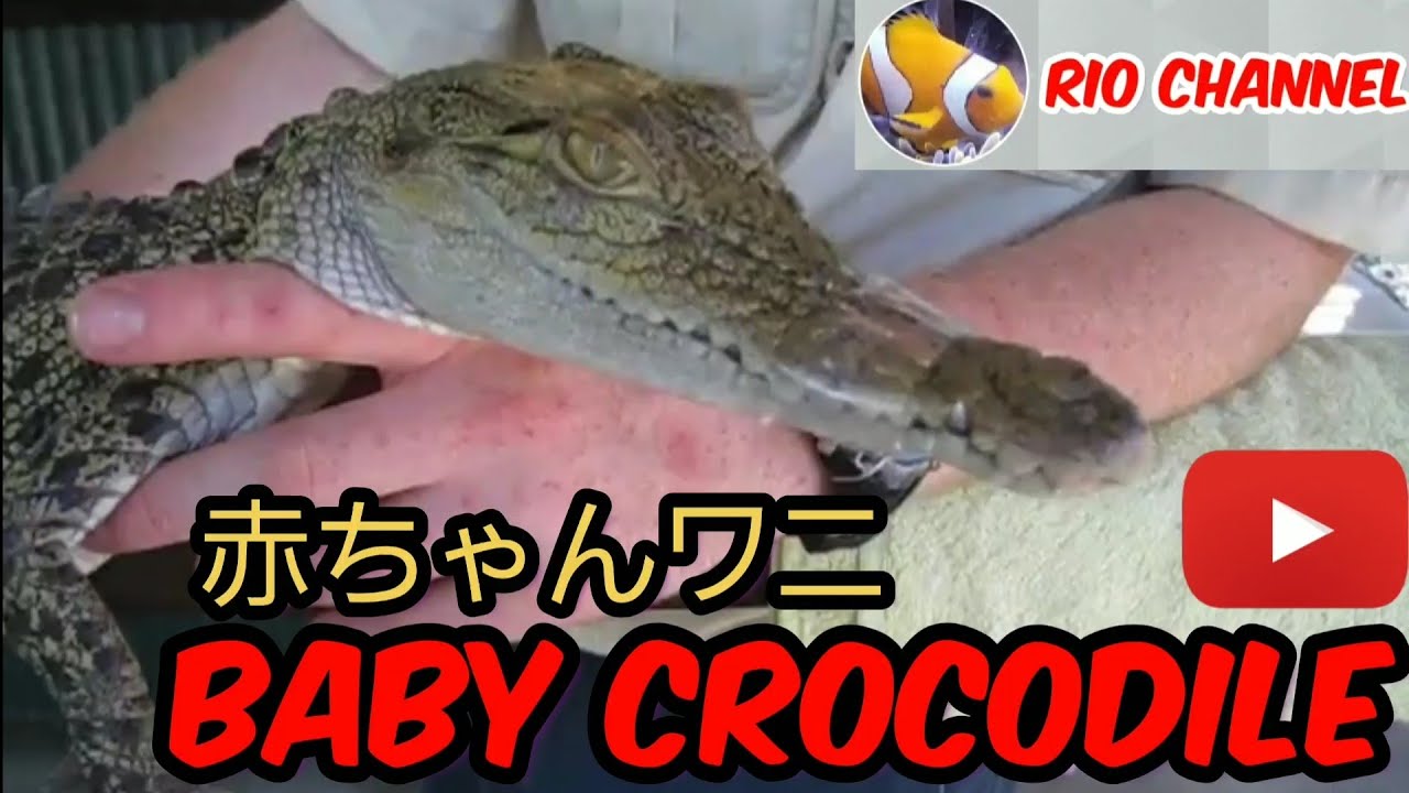 Cute Baby Crocodile In Australia かわいいワニの赤ちゃん ออสเตรเล ย ทารก จระเข Youtube