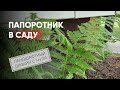 Папоротник в саду | Ландшафтный дизайн с нуля