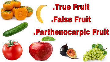 Fruits ,True Fruit False Fruit Parthenocarpic fruit Fruits for NEET +2, +1 Bsc and other competition