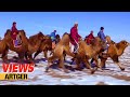 Mongolian Camel Festival – Traditional Bactrian Camel Race | Culture Views