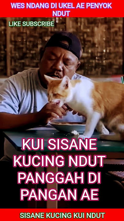 PENYOK NDANG DI UKEL AE NDUT #komedi