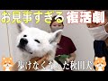 【犬 歩けない】歩けない秋田犬が一瞬で歩けるようになった方法とは?