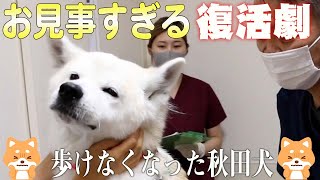【犬　歩けない】歩けない秋田犬が一瞬で歩けるようになった方法とは？