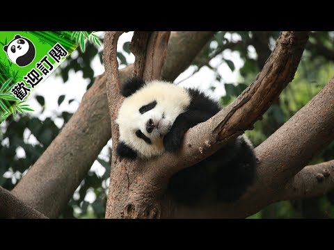 春節願望之我想這樣擼貓 | iPanda