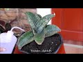 How to Grow and Care Rare Sansevieria Dragon Wing / Snake Plant