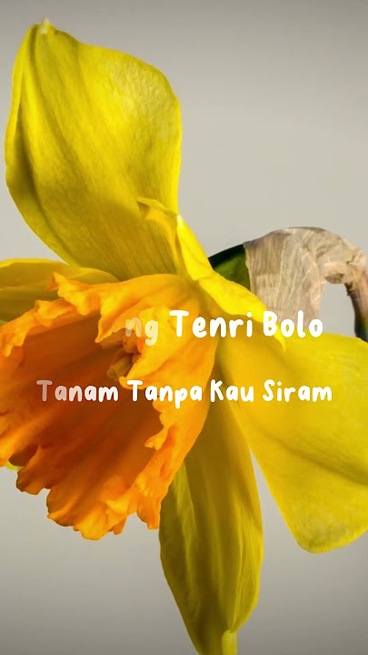 Story Lagu bugis : Fitri Adiba - Itaneng Tenri Bolo