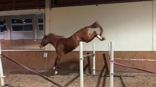 SOLD (FIN) /2017 gelding (Diamant de Semilly x For Pleasure x Papillon Rouge)