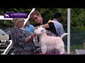 West Highland White Terriers | Breed Judging 2021 の動画、YouTube動画。