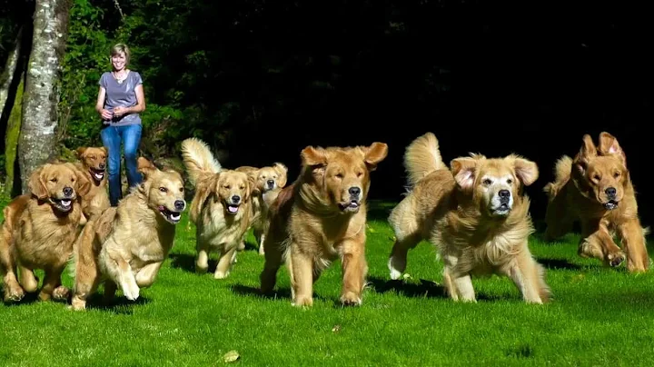 Pro Club Breeder Profile: Tonya Struble - A Golden...