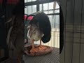 1.8 Duck or penguin? #funny #satisfying #duck #cute #animals #anime #shortvideo #penguin #shorts