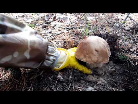 Удача грибника  (Эпизод 1) Белые грибы. #mushroom #boletus