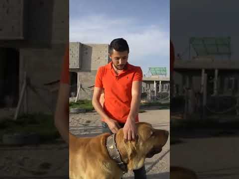 Video: Bir köpeğin burnu her zaman ıslak mı olmalı?