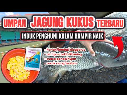 Umpan Mas Dari Jagung