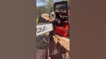 Echo CS 590 muffler mod sounds insane! #buckinexperience #axeman #oak #firewood