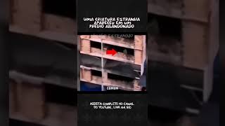 Isso foi muito bizarro | estranha criatura apareceu em predio