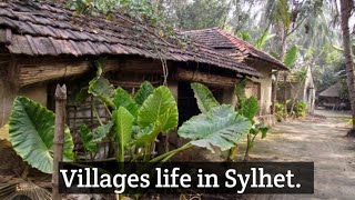 Natural village life in Sylhet- Chatok- jogannathpur.বর্তমান সময়ের দৃশ্য আবার দেখে আসুন.Daily life.