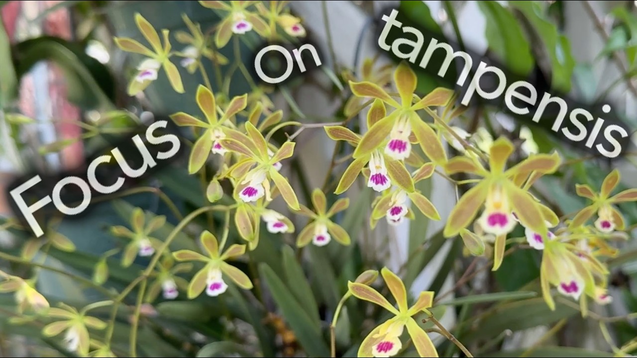 Encyclia tampensis: Florida Native Orchid Cultivation and Propagation