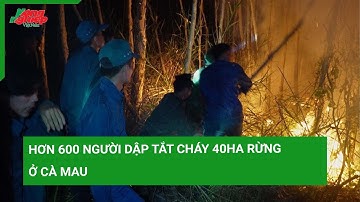 Hơn 600 người dập tắt cháy 40ha rừng ở Cà Mau