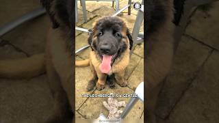 Leonberger ❤ From Farm to Family Home!