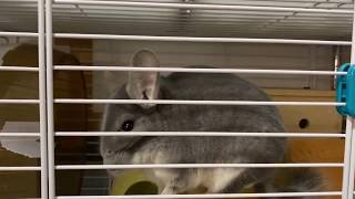 チンさんにパン家