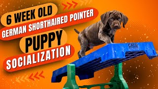 6 Week Old German Shorthaired Pointer Puppy Socialization
