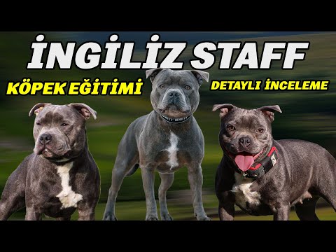 Yetenek Sizsiniz Şampiyonu 'MAX ve ALİ' İle Köpek Eğitimi  - STAFFTURK KENNEL