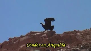El Hombre-Cóndor de Ariquilda - Chile