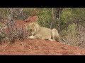 Magnificent Lioness. So Proud.