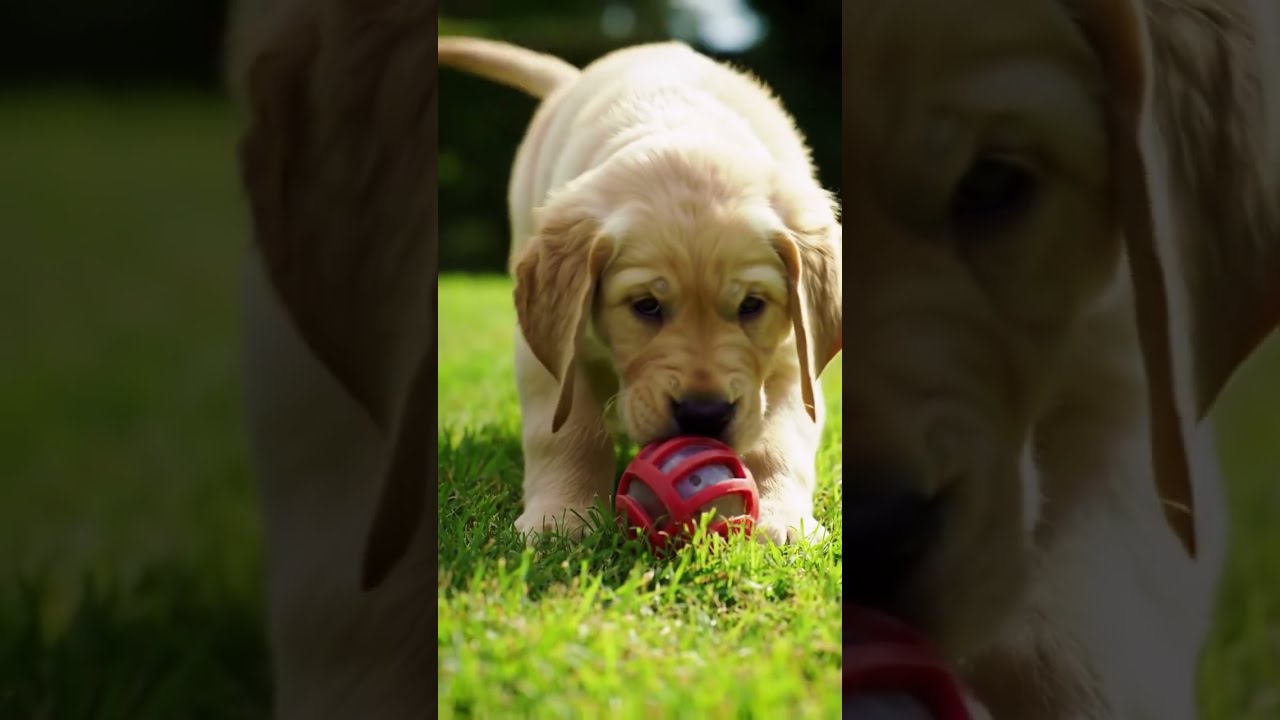 Clumsy Puppy Playtime So Much Fluff 
