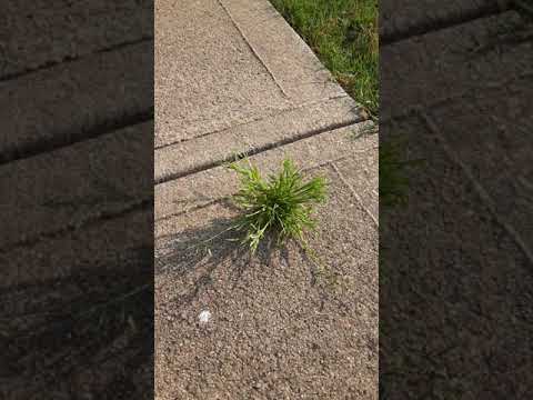 Vidéo: Poa Annua Grass Control - Réduction de Poa Annua dans la pelouse